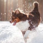 Winter and Puppies - Keeping Your Puppy Cozy and Entertained