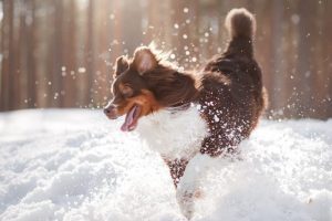 Winter and Puppies - Keeping Your Puppy Cozy and Entertained